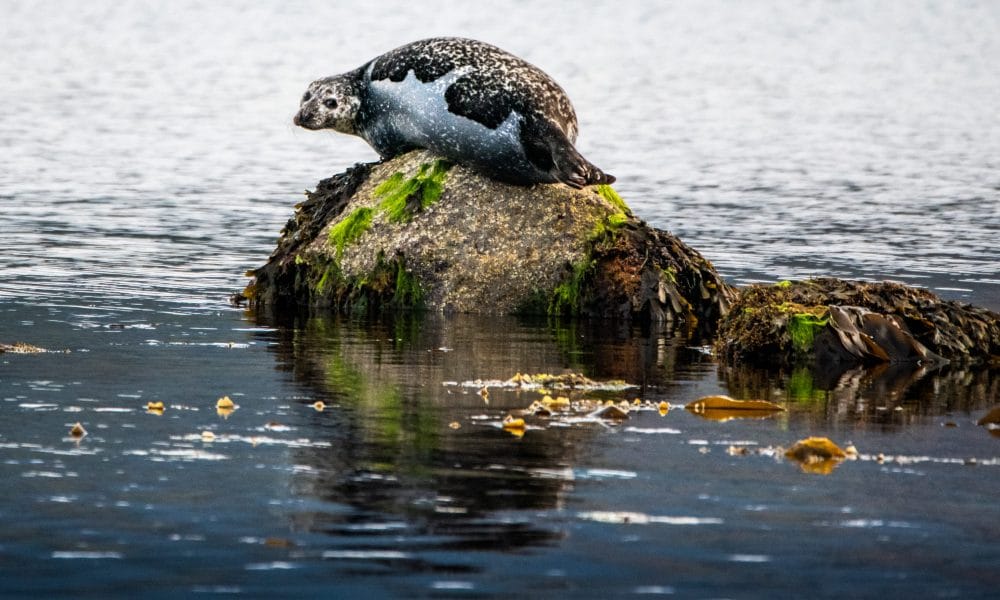 las focas de la bahia de lamlash