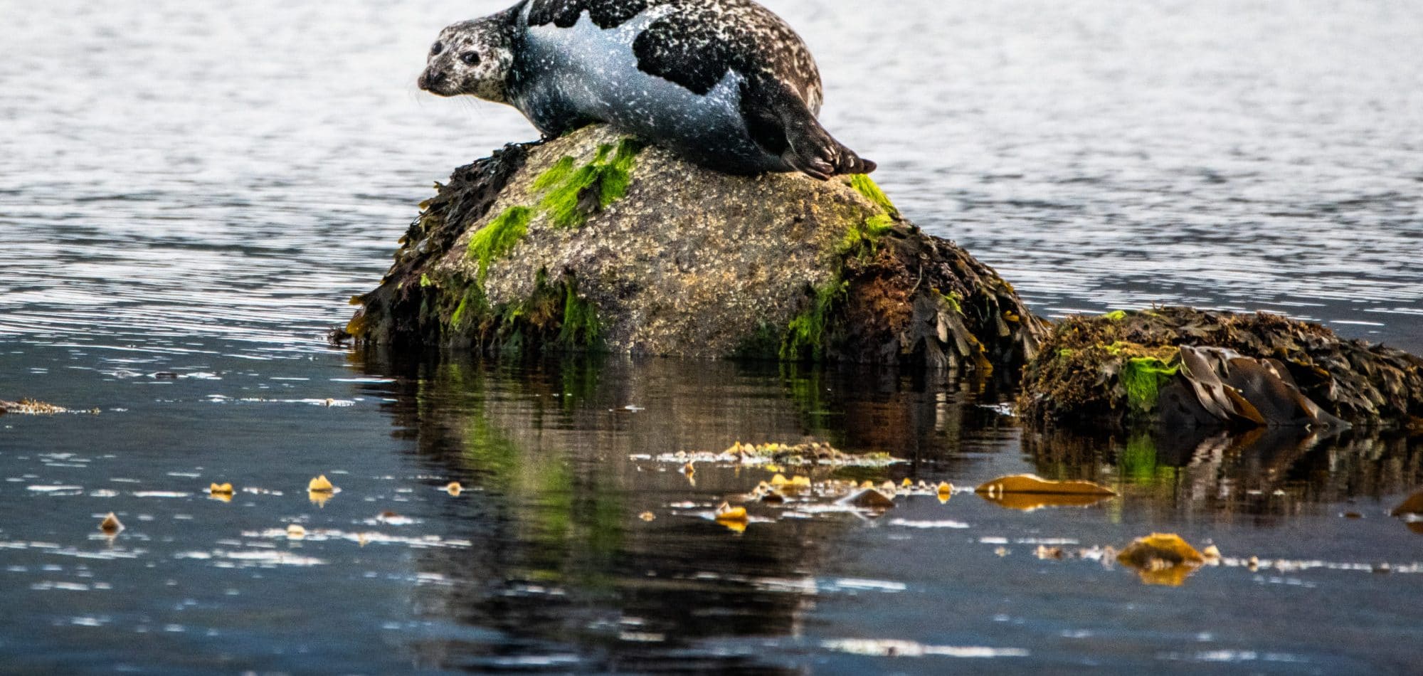 las focas de la bahia de lamlash